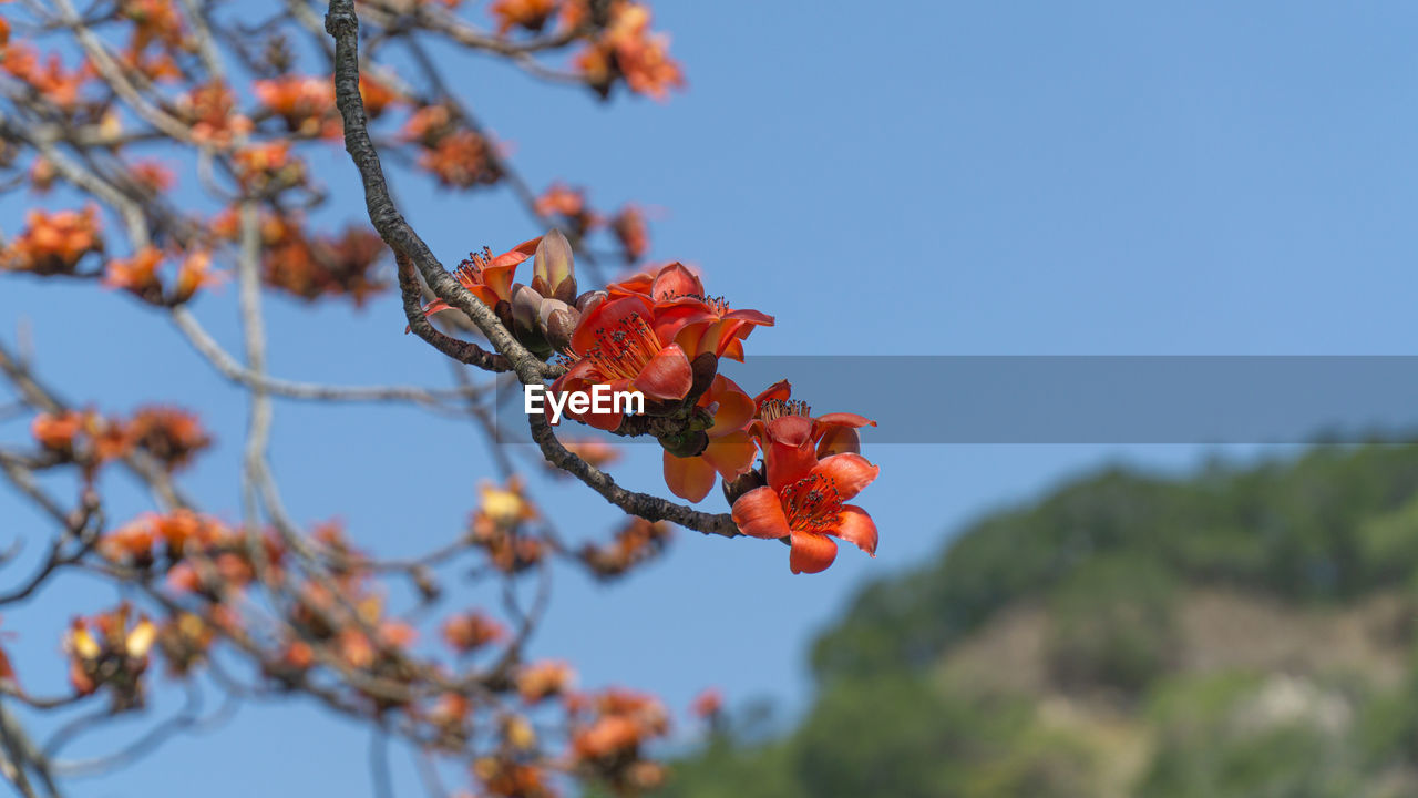 CLOSE-UP OF RED FLOWERING PLANTS AGAINST SKY