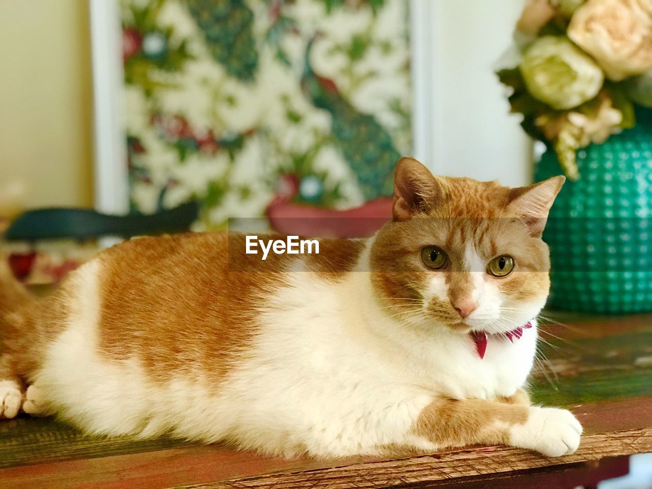 CLOSE-UP PORTRAIT OF A CAT ON BED