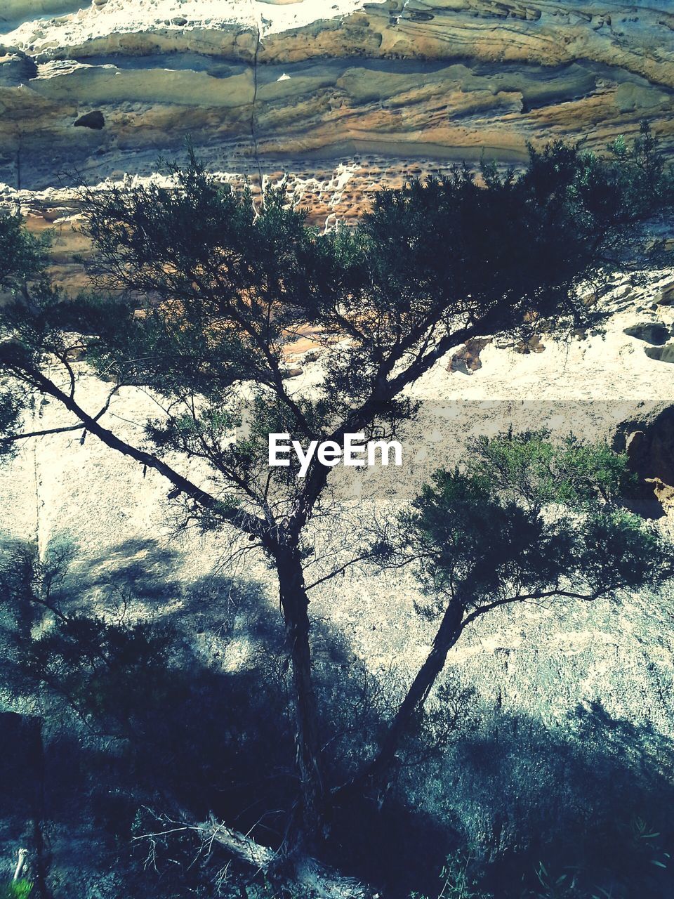 TREES ON LANDSCAPE AGAINST MOUNTAIN