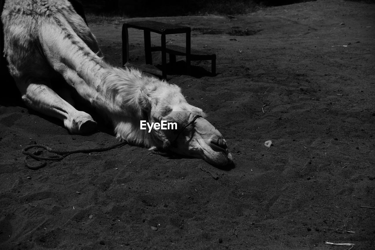 HIGH ANGLE VIEW OF DOG LYING DOWN