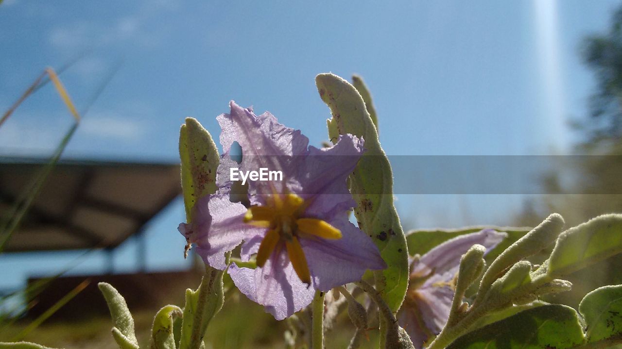 CLOSE-UP OF FLOWERS BLOOMING