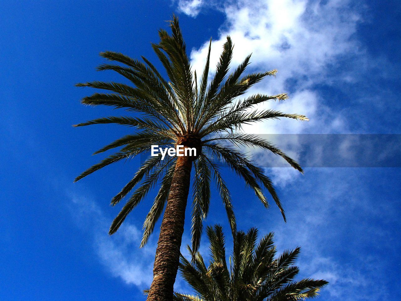 Low angle view of palm trees against cloudy sky