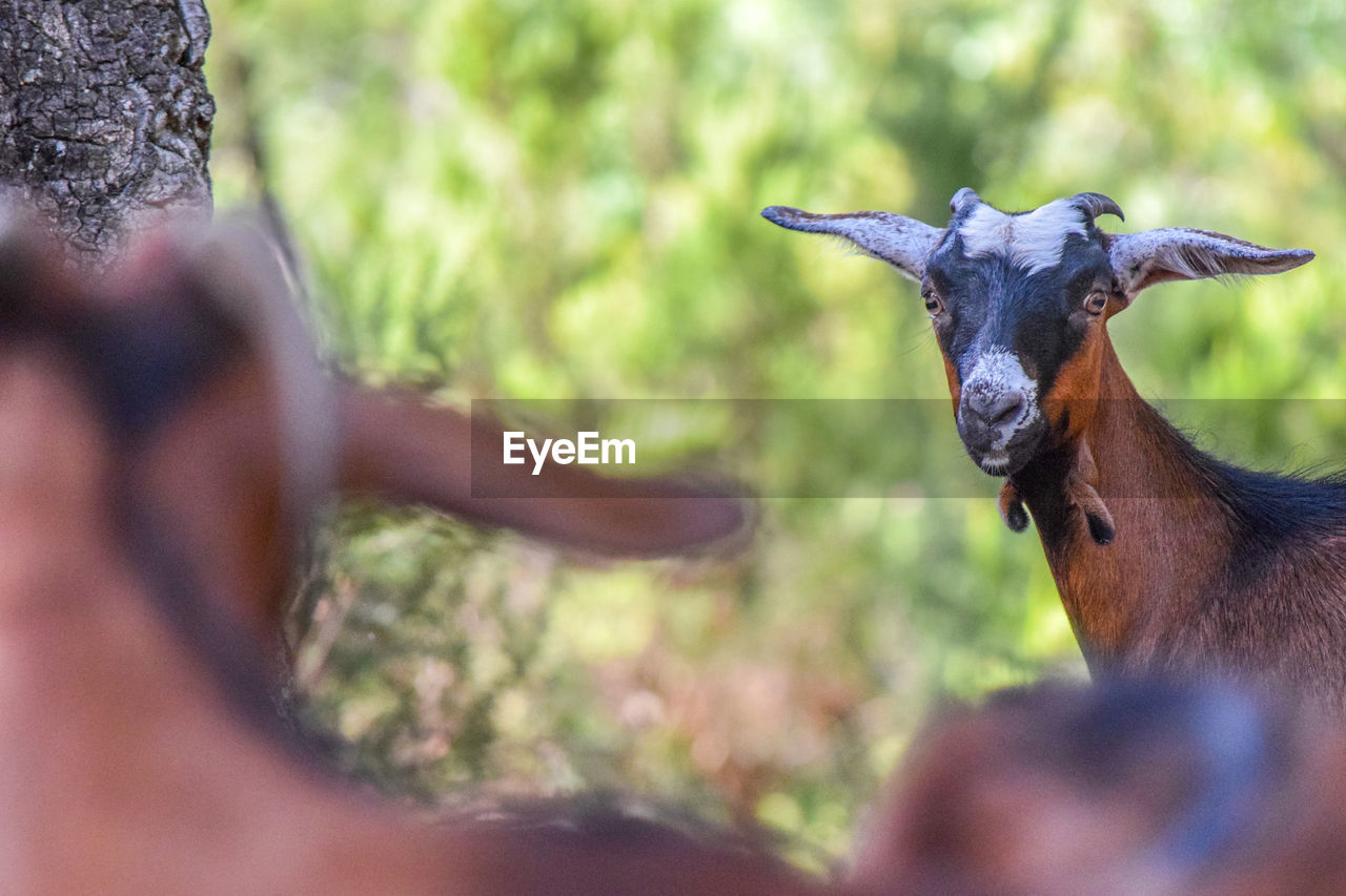 animal themes, animal, mammal, animal wildlife, wildlife, selective focus, domestic animals, nature, one animal, portrait, outdoors, livestock, day, plant, animal body part, horn, no people
