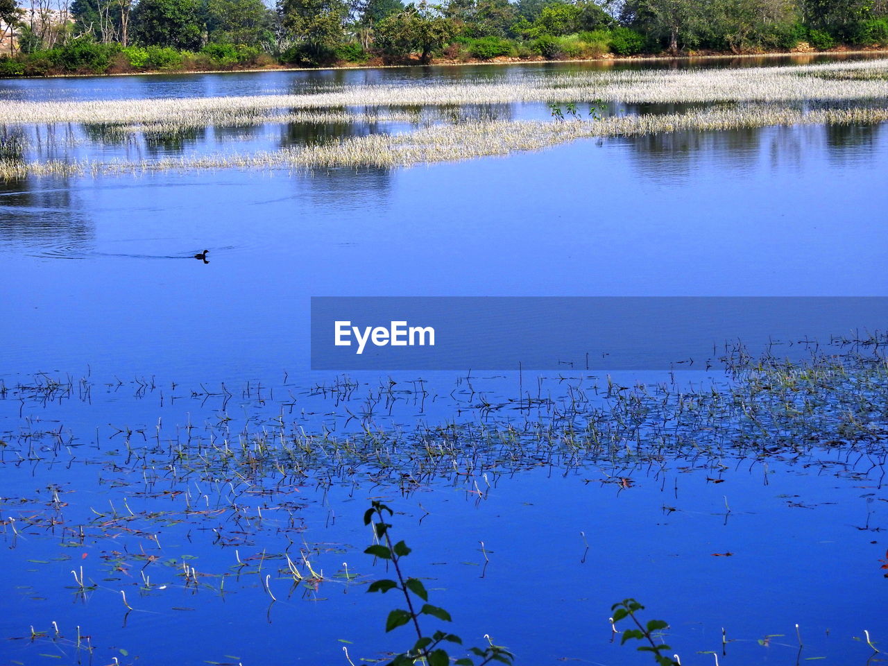 FLOCK OF BIRDS IN LAKE WITH REFLECTION