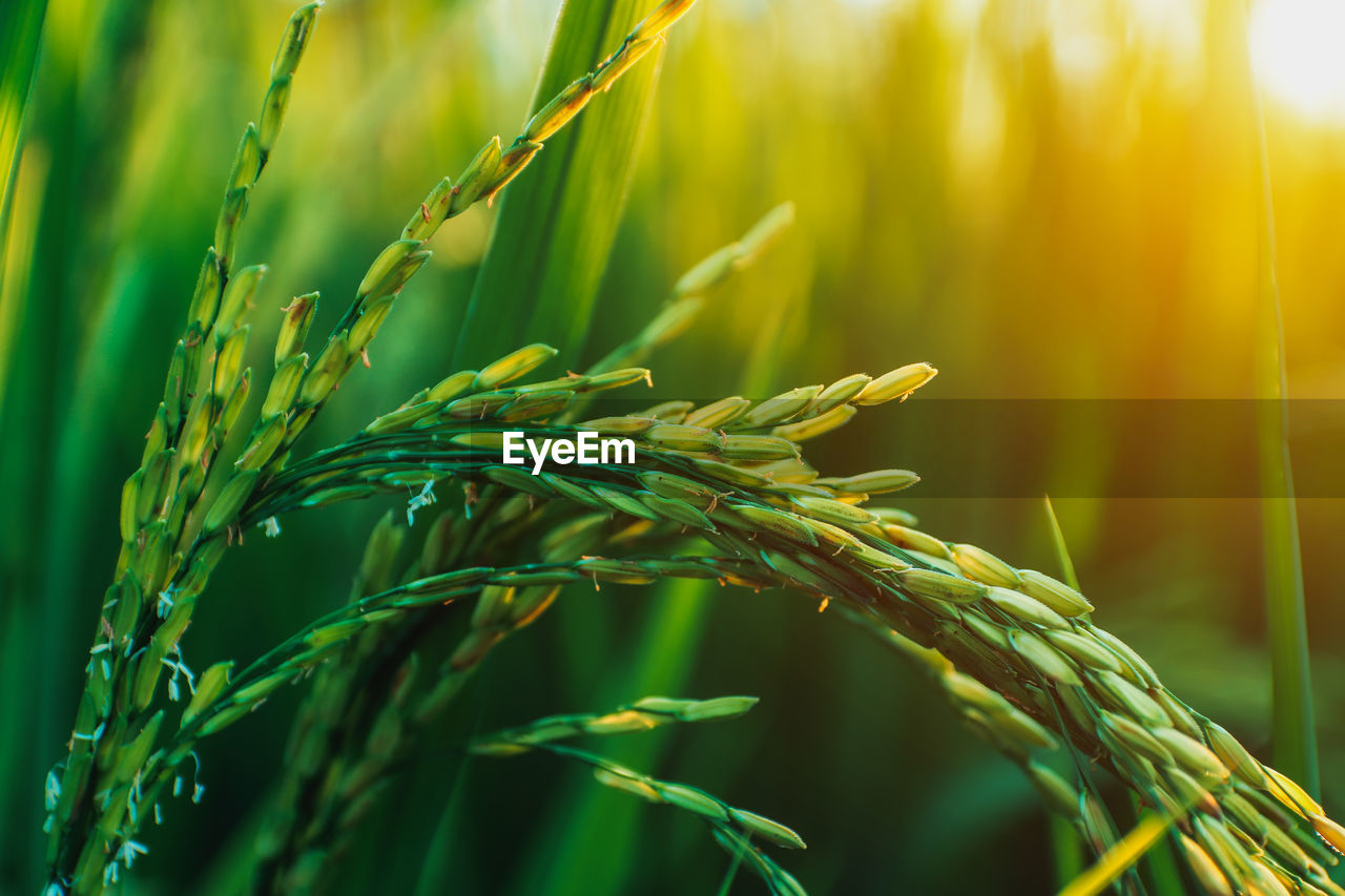 Close-up of wheat growing on farm