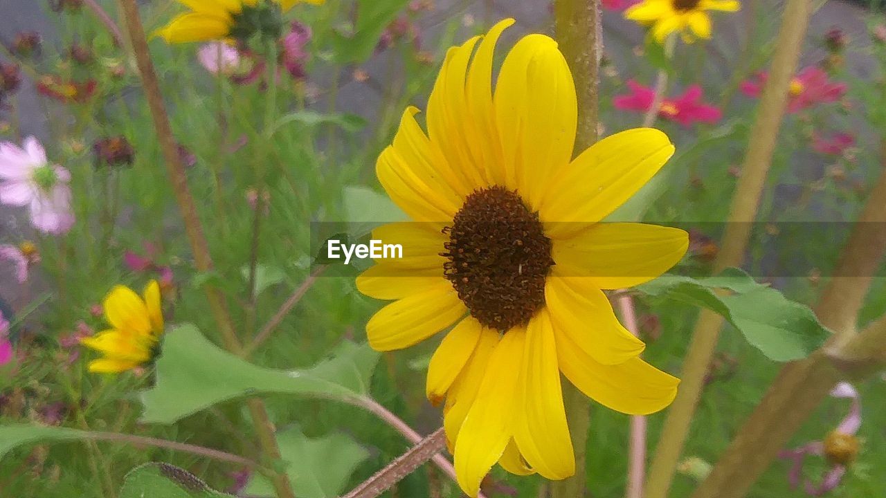 CLOSE-UP OF FRESH YELLOW SUNFLOWER BLOOMING IN GARDEN