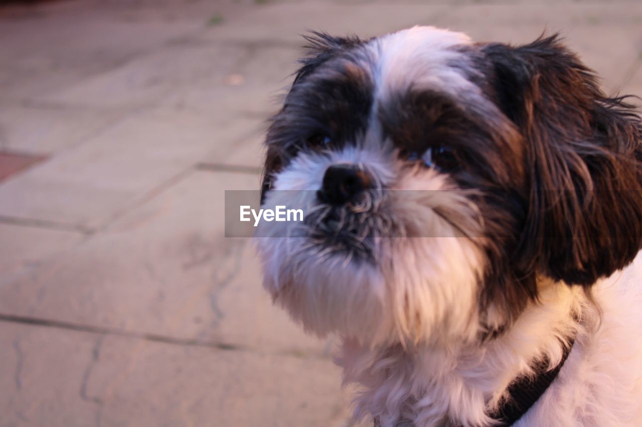 CLOSE-UP PORTRAIT OF DOG WITH MOUTH OPEN