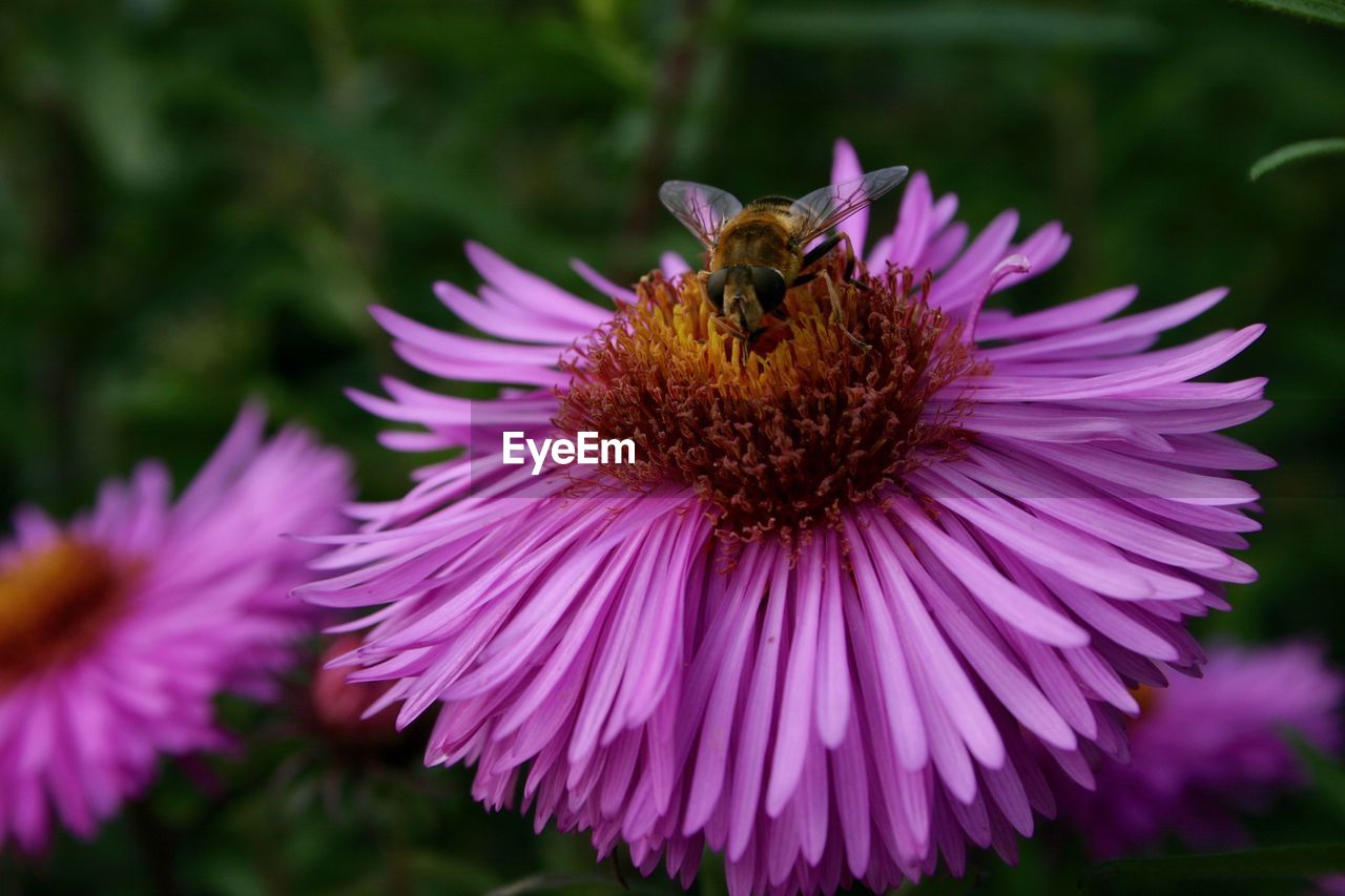 Close-up of bee on purple flower