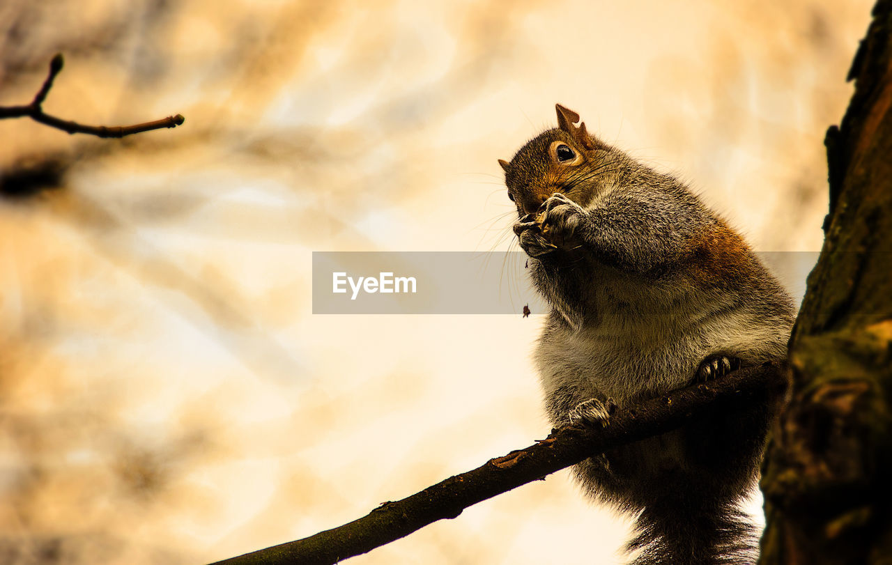 CLOSE-UP OF SQUIRREL ON TREE BRANCH