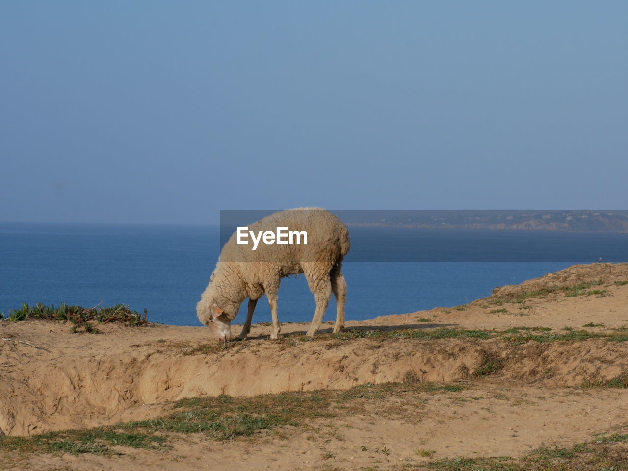 View of sheep on beach against clear sky