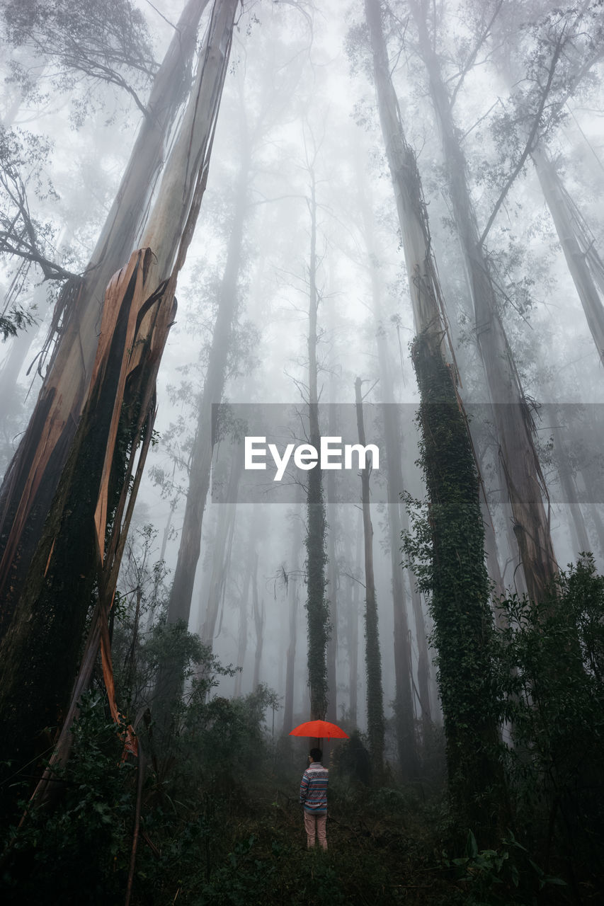 REAR VIEW OF MAN STANDING BY TREE IN FOREST