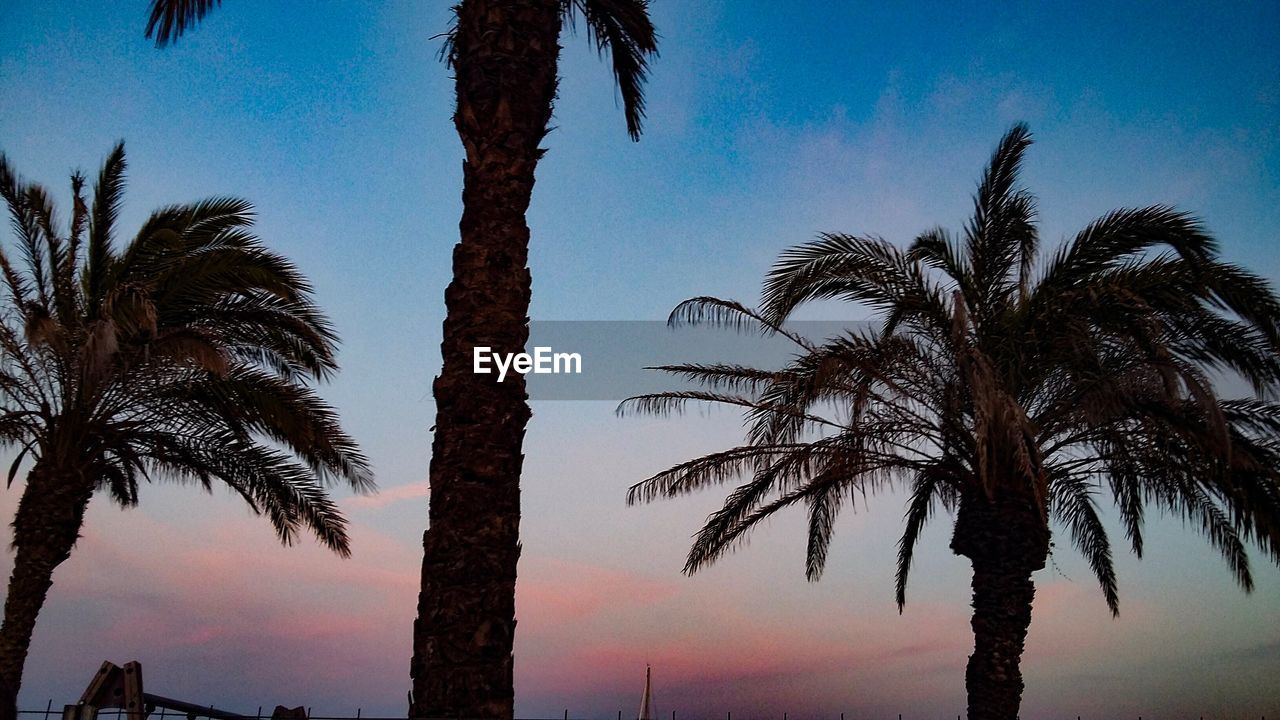 LOW ANGLE VIEW OF COCONUT PALM TREES AGAINST SKY