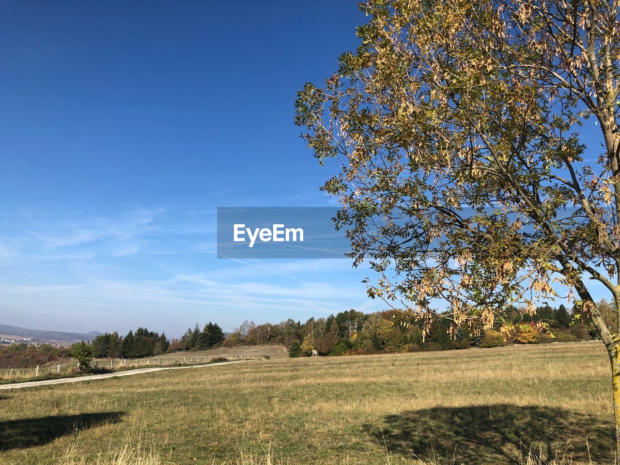TREES ON FIELD AGAINST CLEAR SKY