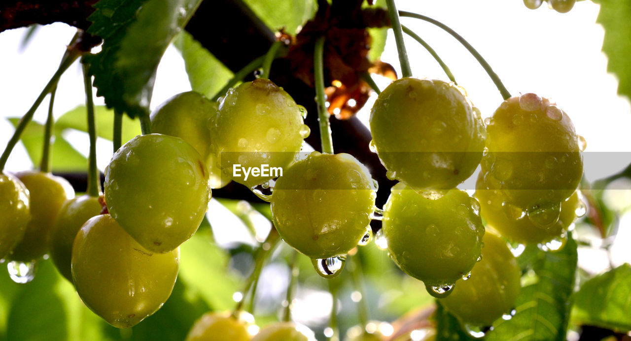 CLOSE-UP OF WET FRUITS GROWING ON TREE