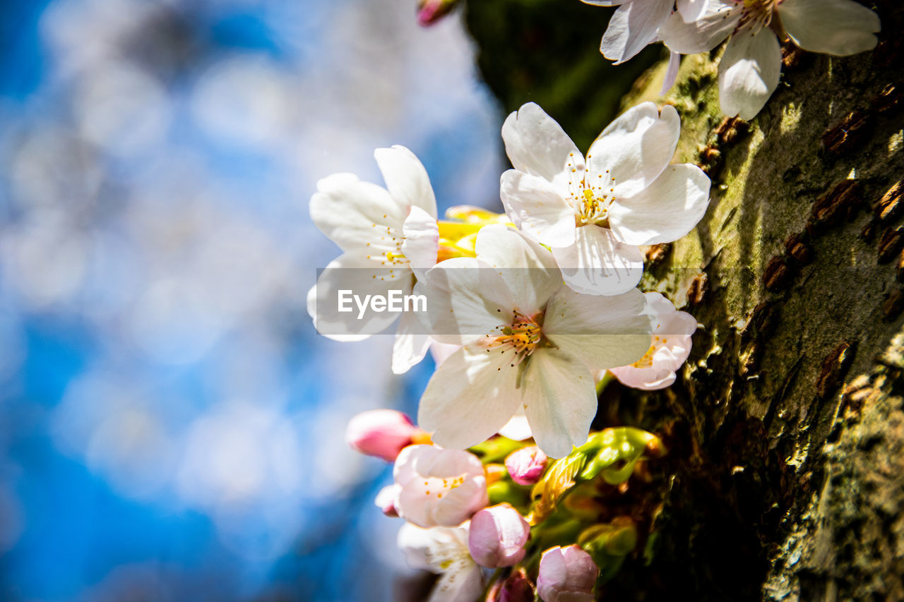 Close-up of pink flowering cherry blossom trees in the spring in amsterdam