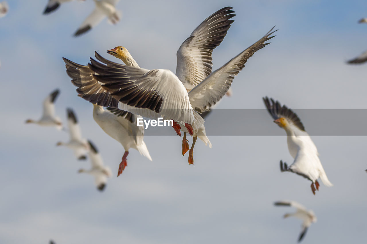 Low angle view of snow geese flying