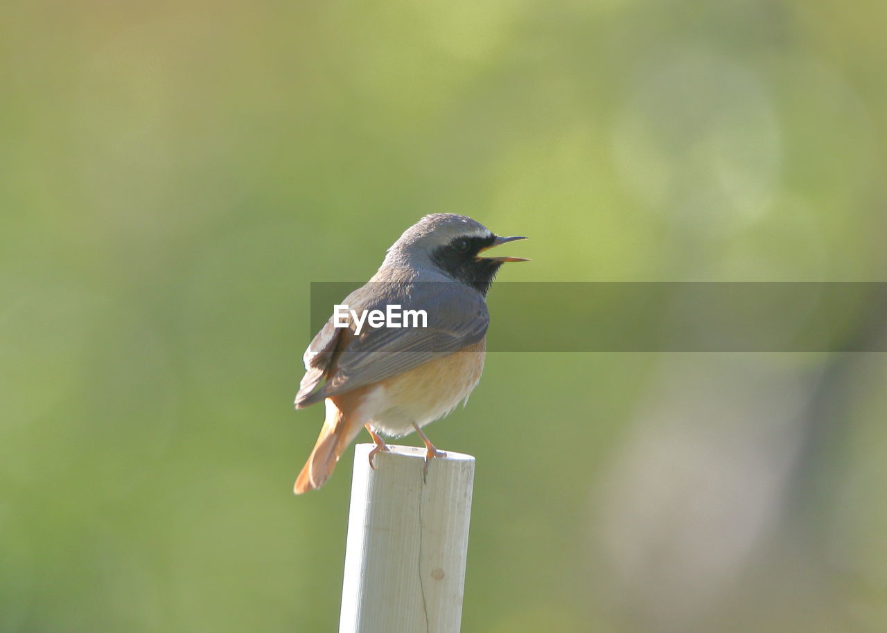 CLOSE-UP OF A BIRD PERCHING ON WOODEN POST