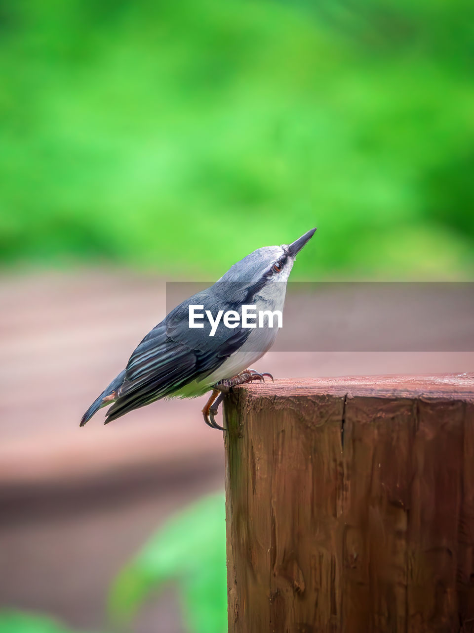 bird, animal themes, animal, animal wildlife, nature, wildlife, one animal, green, perching, wood, beak, focus on foreground, side view, no people, close-up, full length, outdoors, songbird, day, wing, blue, copy space, fence, beauty in nature, branch, selective focus
