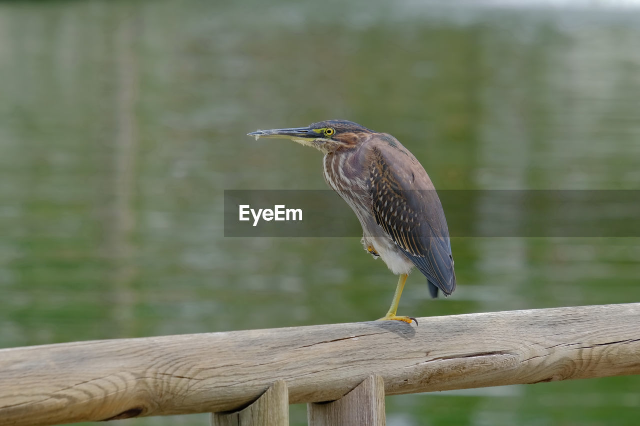 Bird perching on wooden post