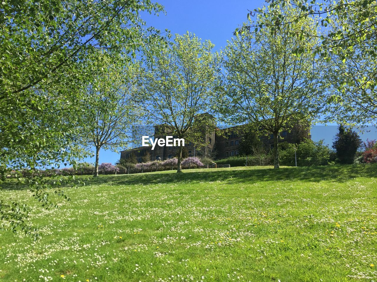 TREES AND HOUSE ON FIELD AGAINST CLEAR SKY