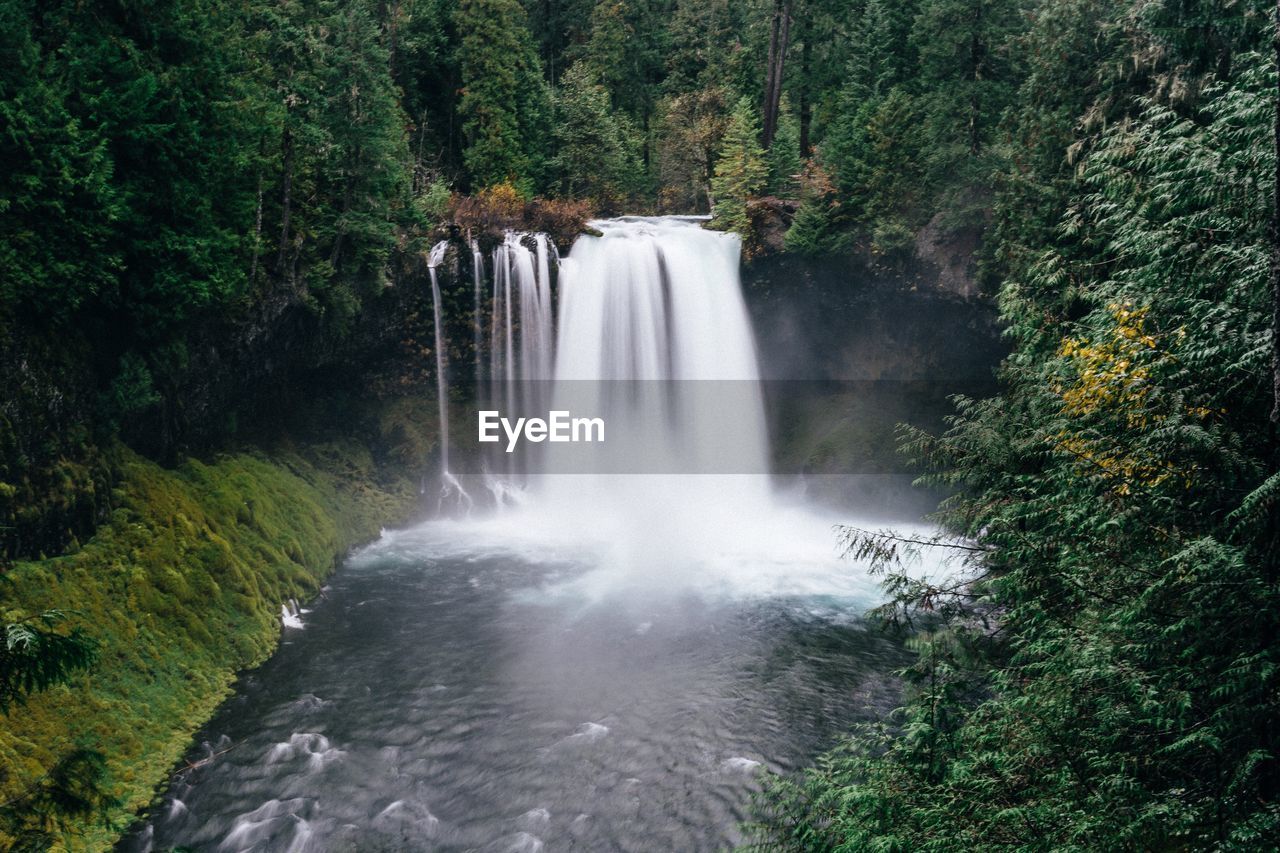 Scenic view of waterfall in forest