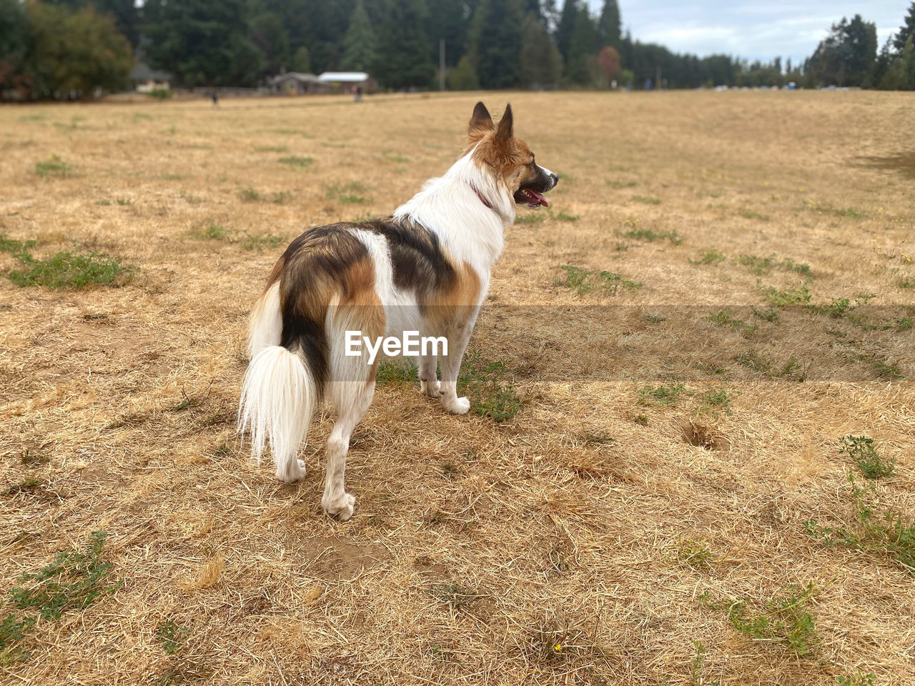 Dog standing in a field