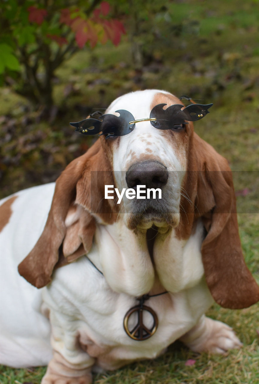 Dog on field wearing sunglasses 