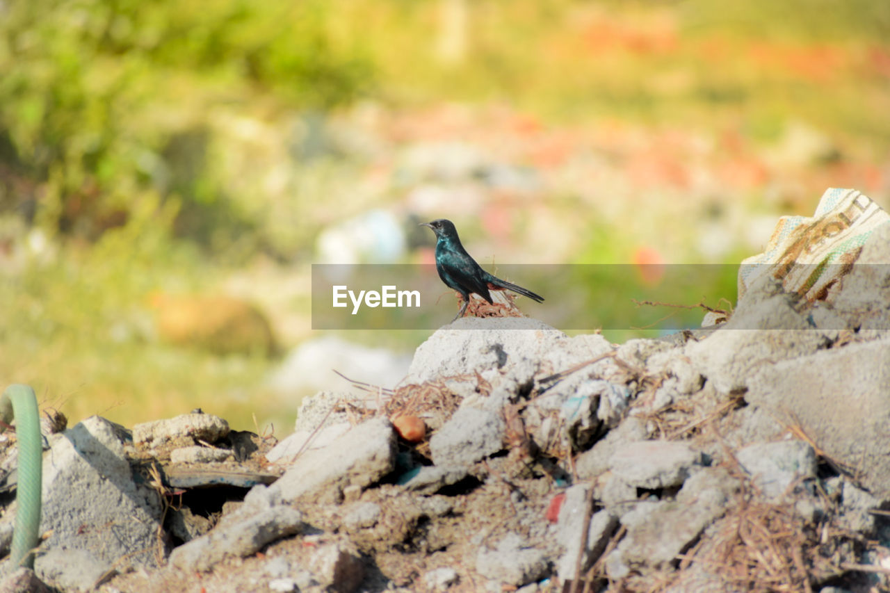 low angle view of bird perching on rock