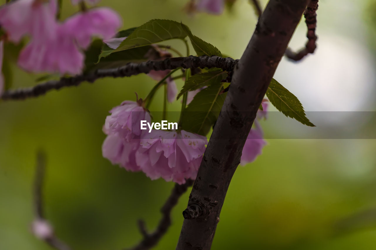 CLOSE-UP OF FRESH PINK FLOWERING PLANT AGAINST TREE