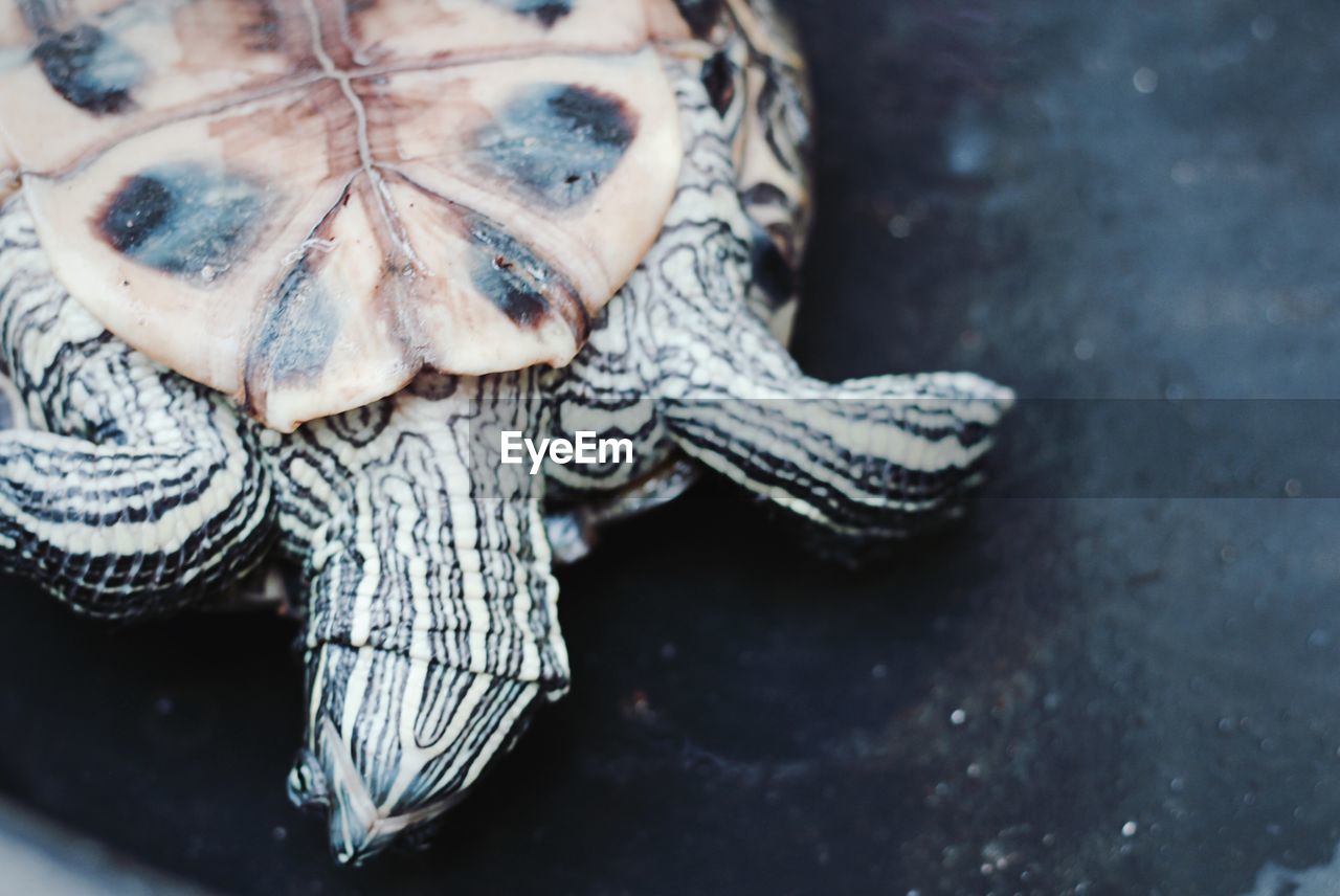 High angle view of a turtle