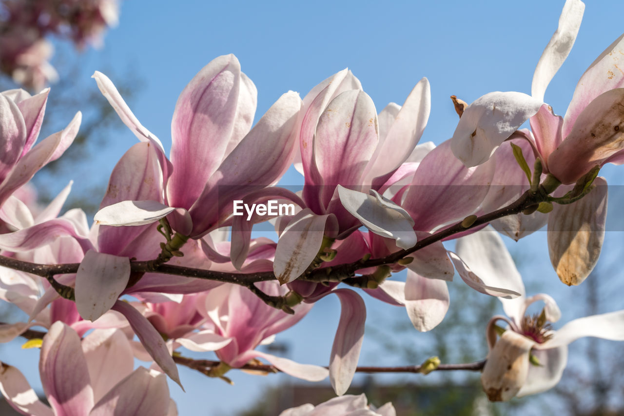 Close-up of pink cherry blossoms against sky