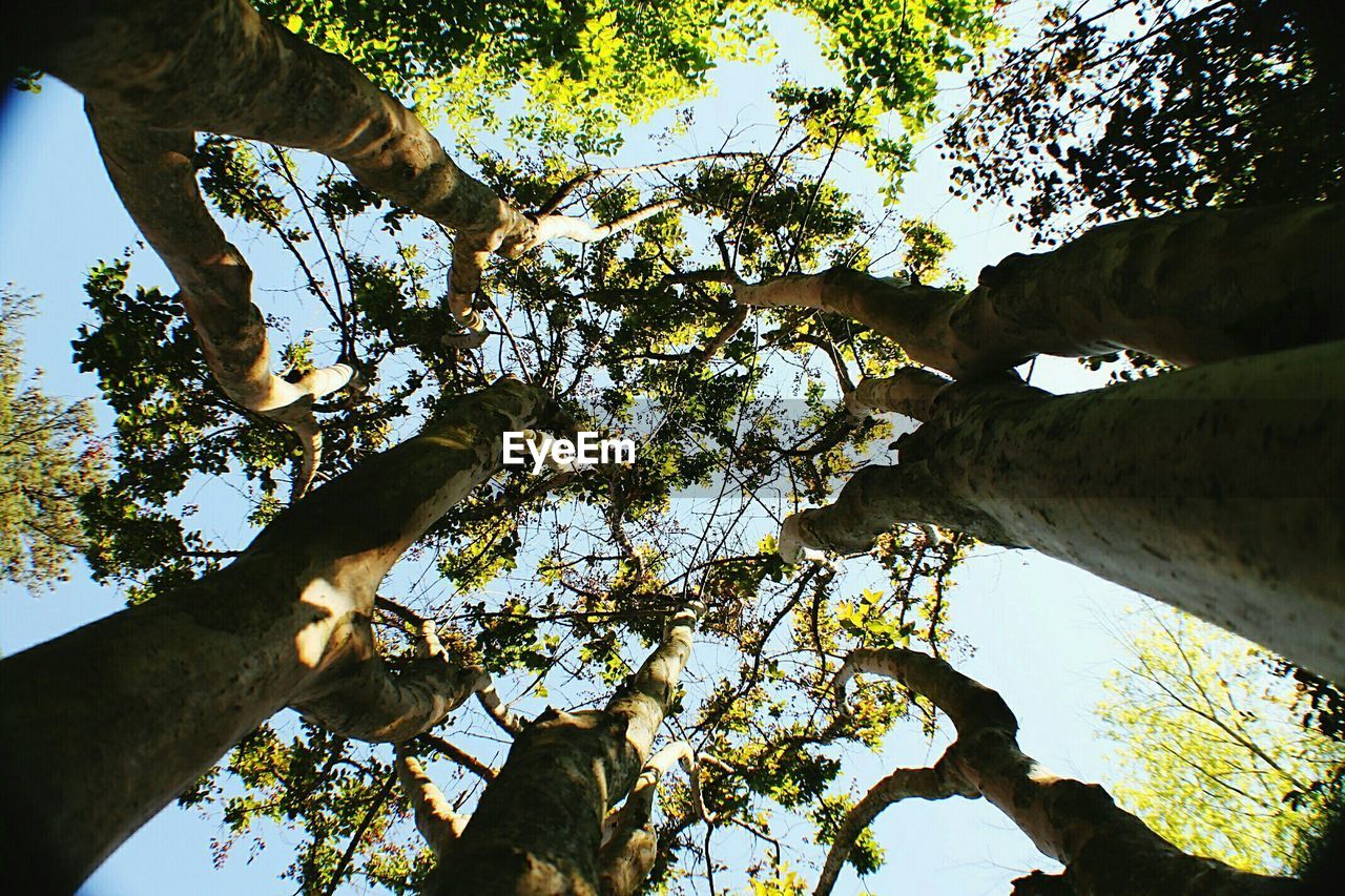 Low angle view of trees against clear sky