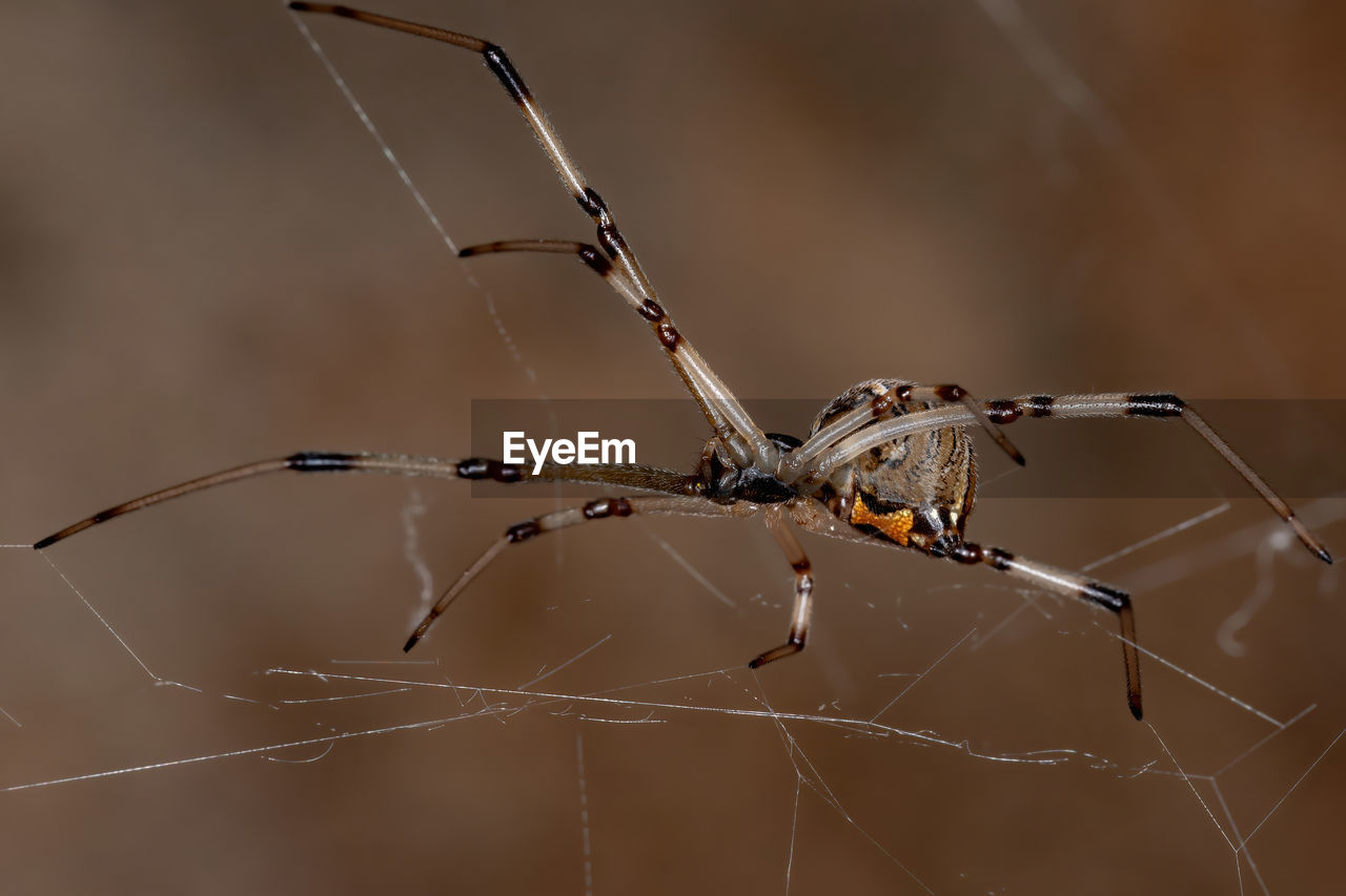 CLOSE-UP OF SPIDER WEB