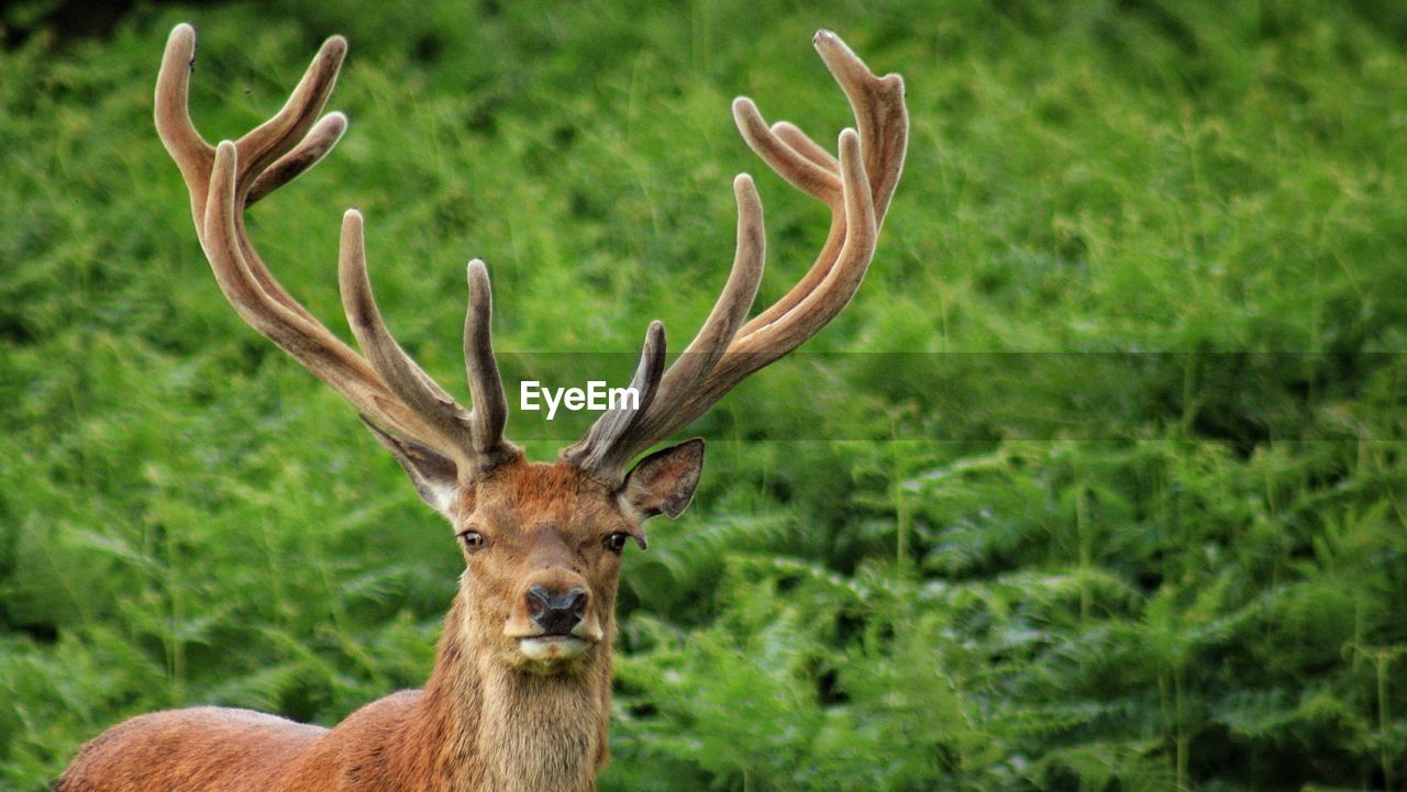 Portrait of deer on field