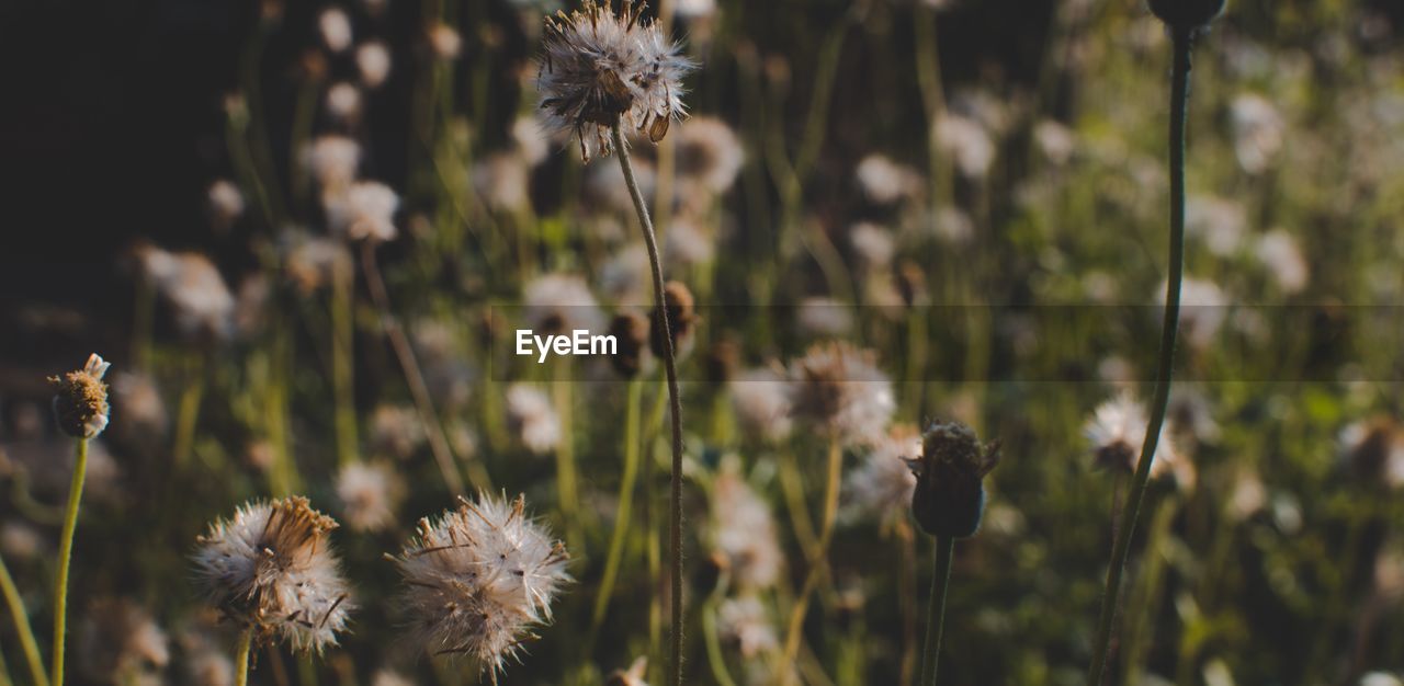 Close-up of wilted flowers on field