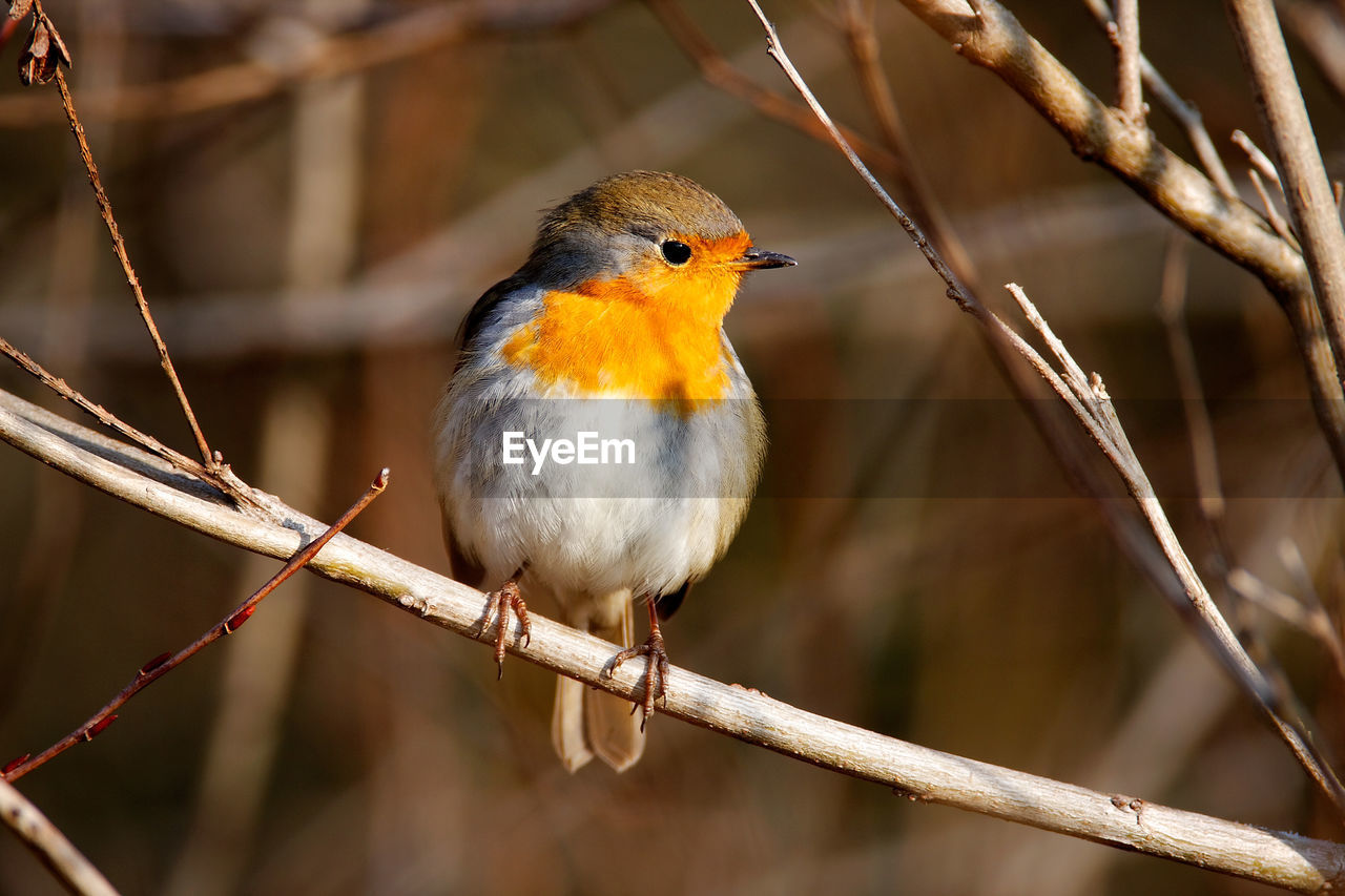 The european robin in the forest