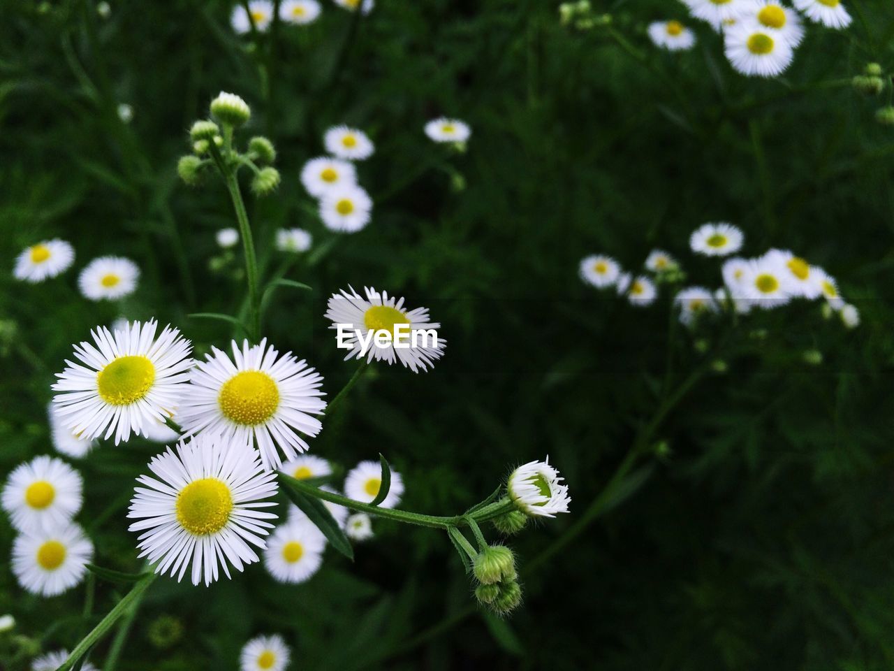 Close-up of white flowers blooming