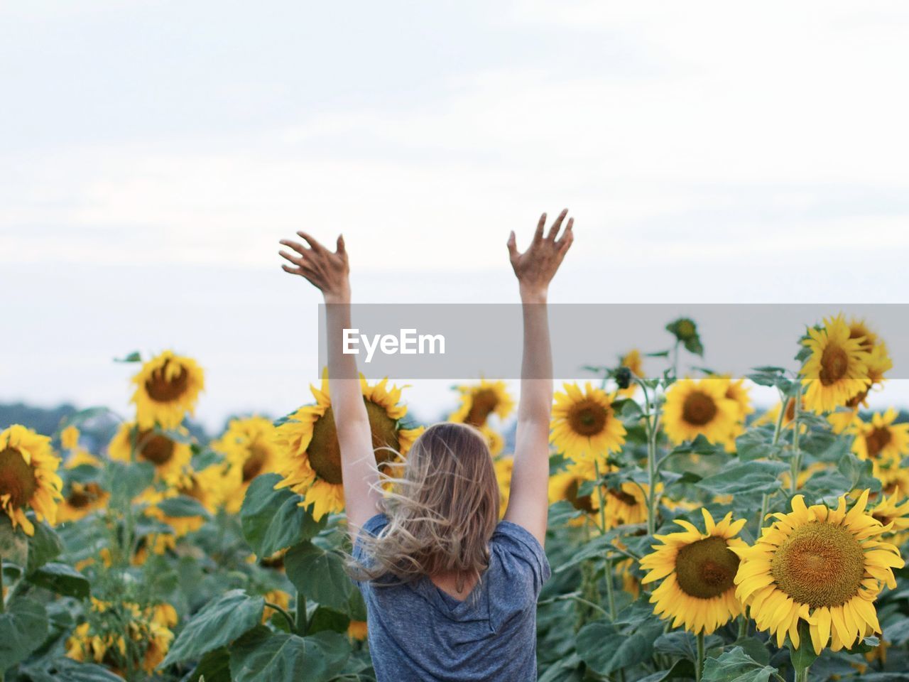 Sunflower field