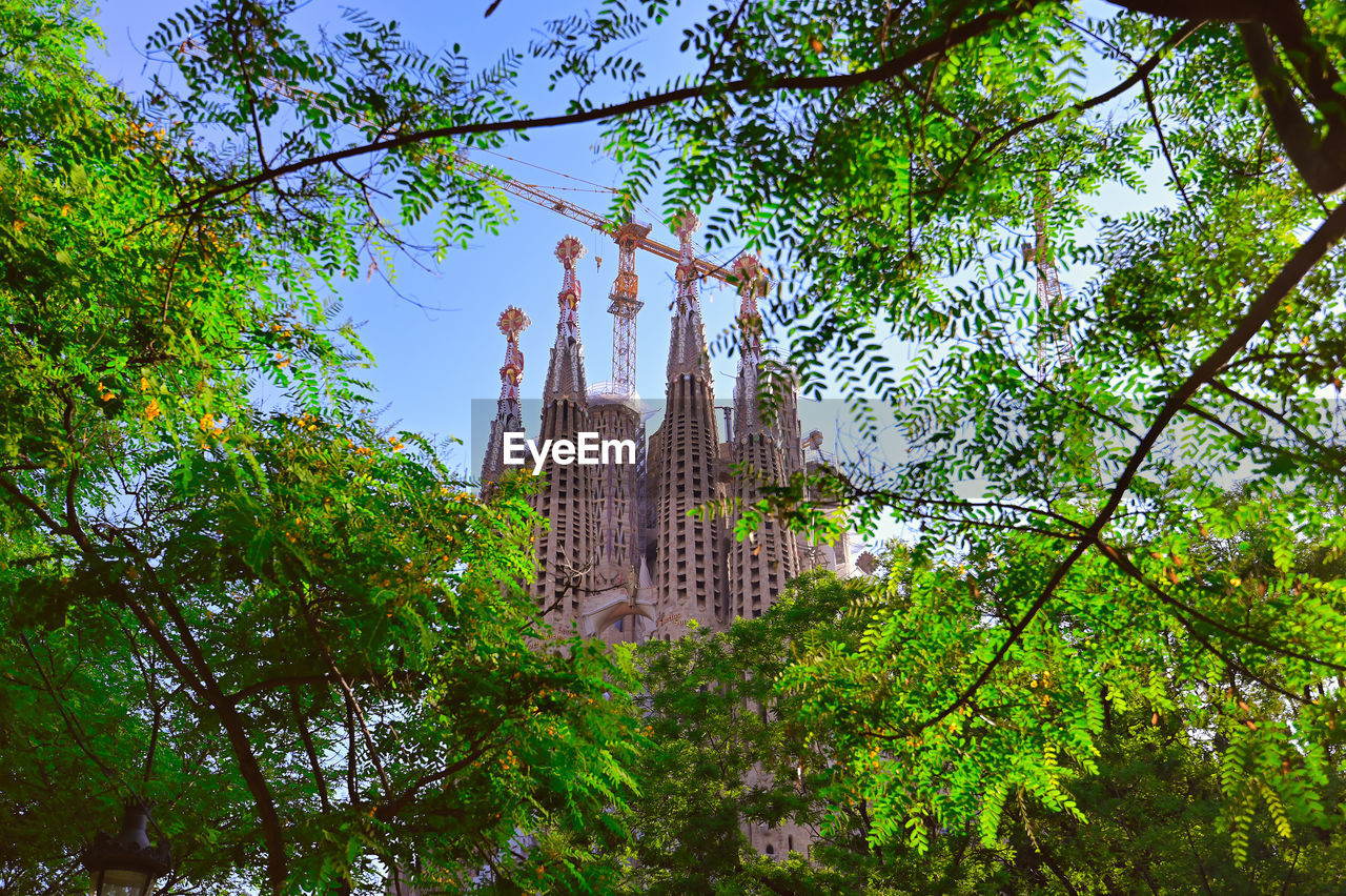 LOW ANGLE VIEW OF TREES AND BUILDING