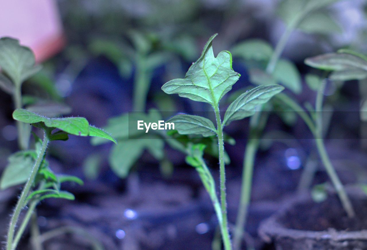 CLOSE-UP OF FRESH GREEN LEAF ON PLANT