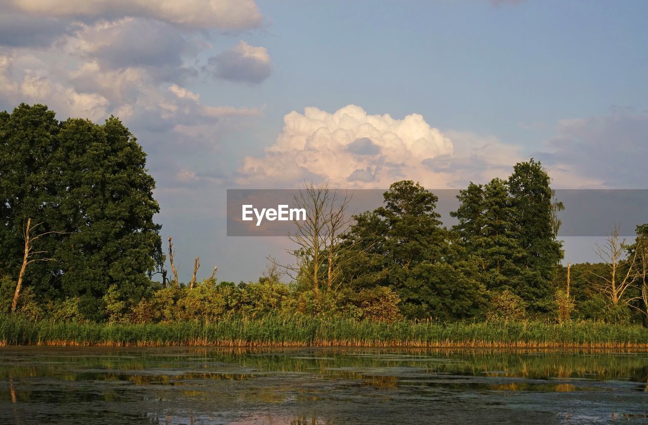 SCENIC VIEW OF LAKE AGAINST TREES