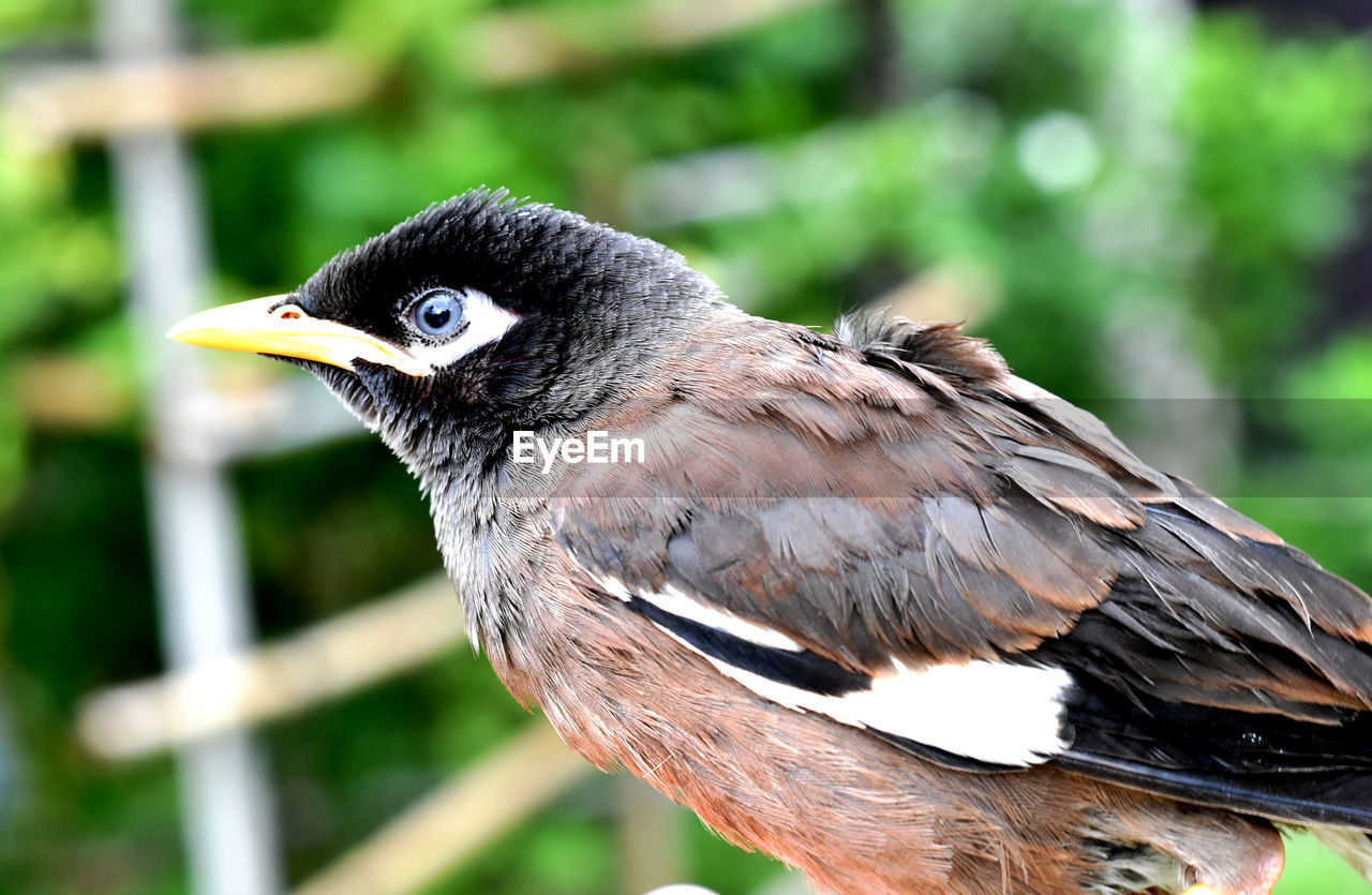 CLOSE-UP OF BIRD PERCHING ON A BRANCH