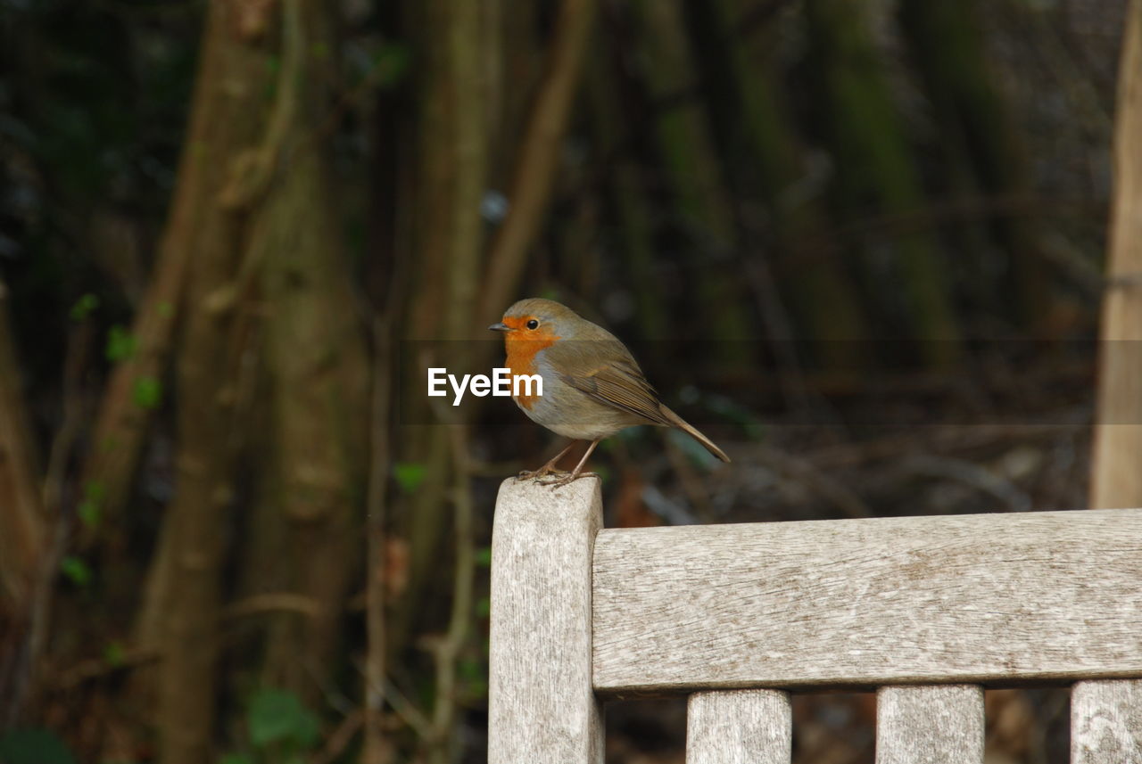 View of small brown bird on wooden fence
