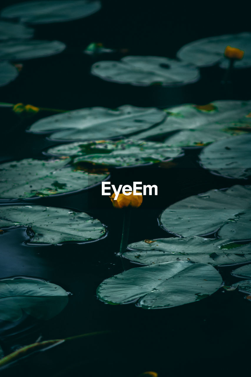 WATER LILY IN LAKE