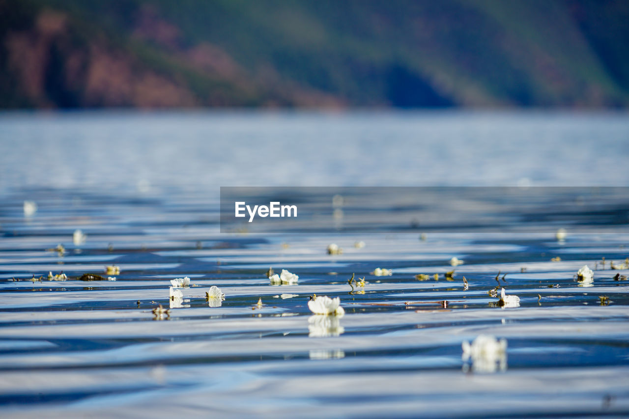 Close-up of frozen lake