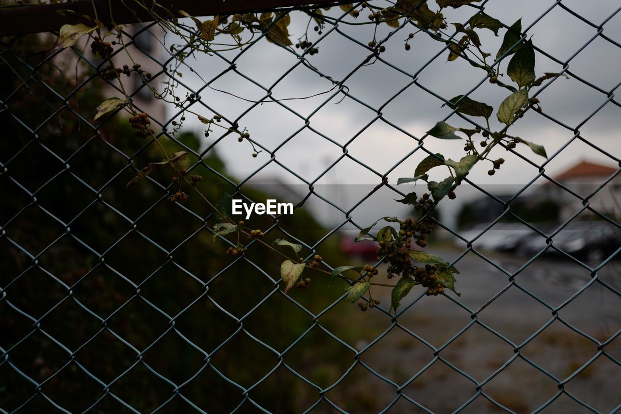 CLOSE-UP OF CHAINLINK FENCE AGAINST BLURRED BACKGROUND SEEN THROUGH METAL