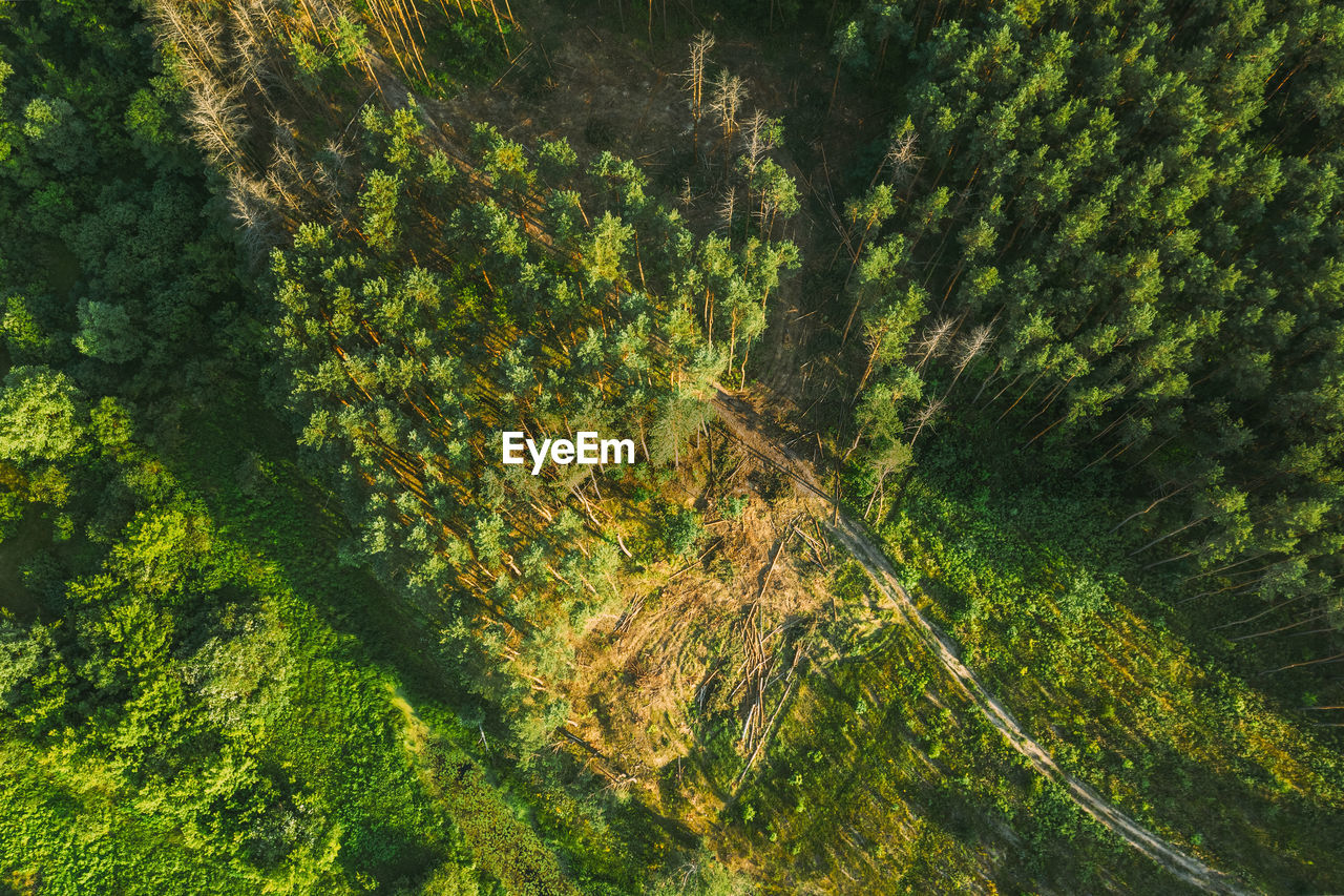 high angle view of road amidst trees in forest