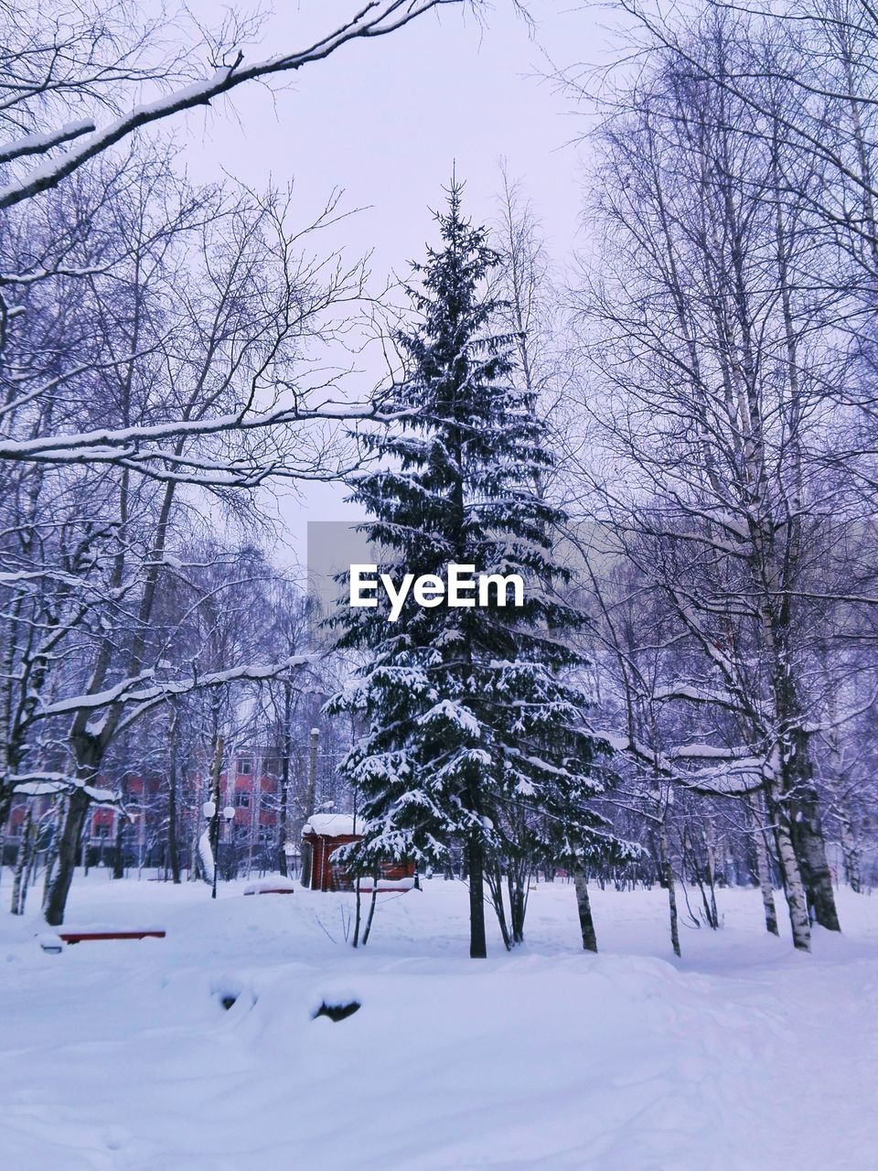 SNOW COVERED TREES AGAINST SKY