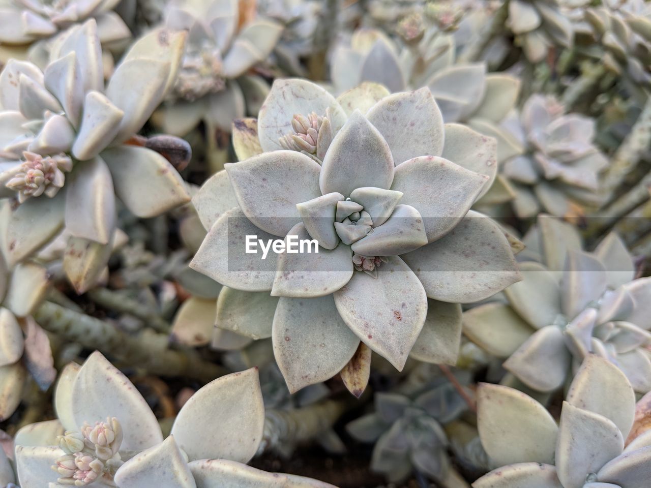 Close-up of succulent plant