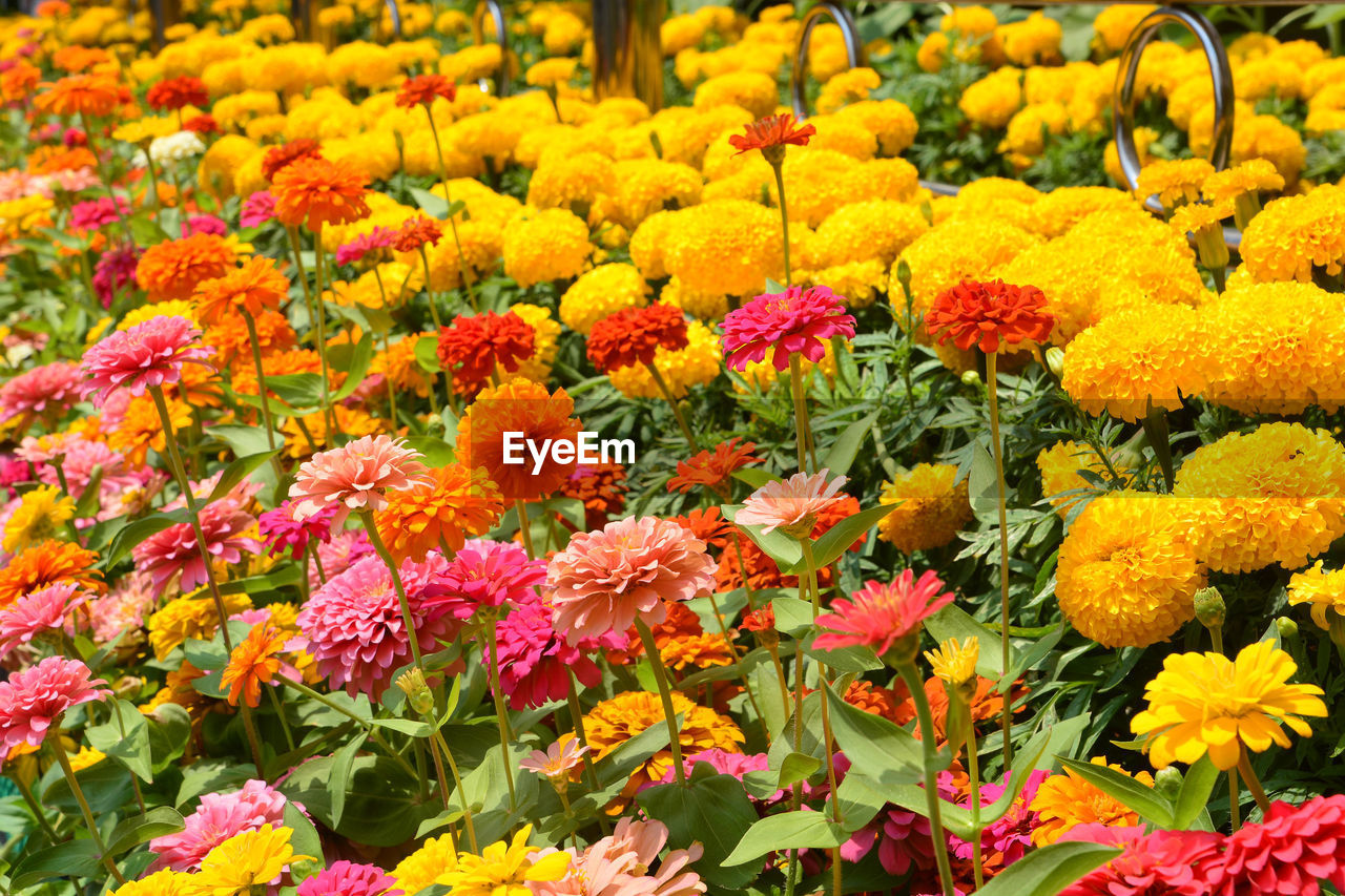 CLOSE-UP OF MULTI COLORED FLOWERS IN PARK